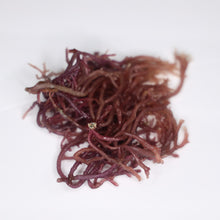 Load image into Gallery viewer, Arlo Seamoss Growth oil (scented)